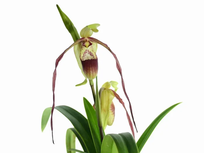 Phragmipedium QF Lee