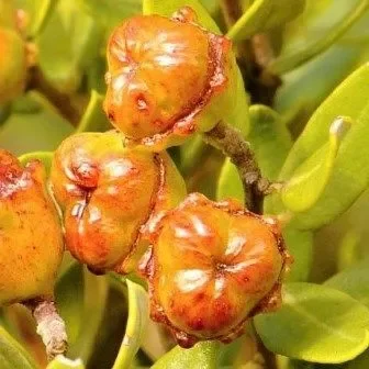 Phylica oleaefolia