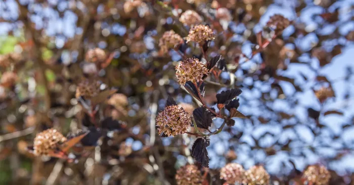 Physocarpus opulifolius${2}