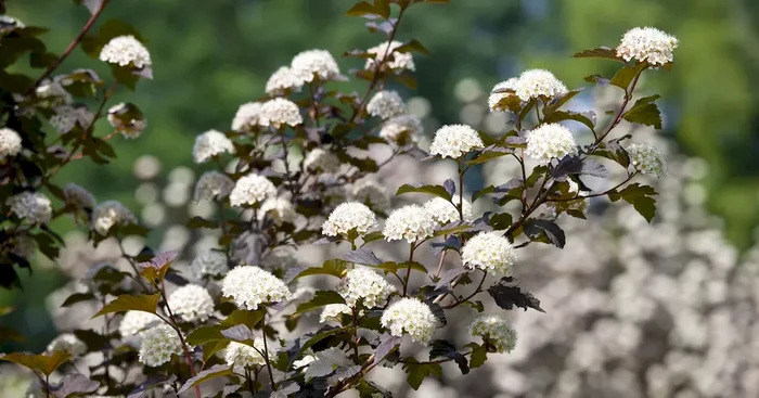 Physocarpus opulifolius ‚Diabolo‘ ®