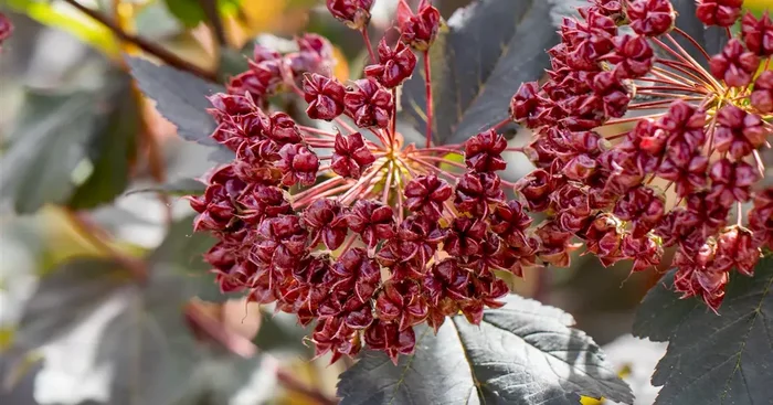 Physocarpus opulifolius ‚Red Baron‘