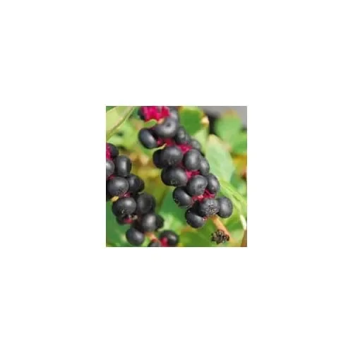 Phytolacca Americana