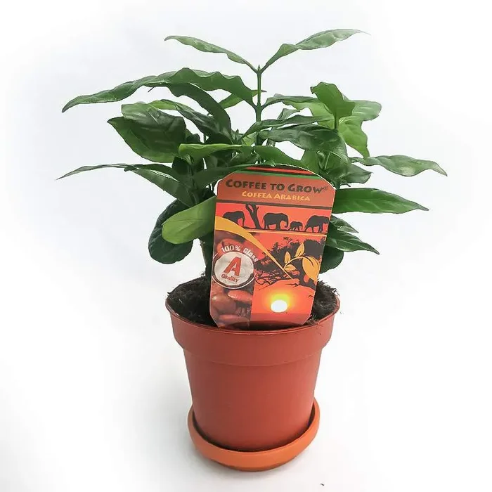 PIANTA DER CAFFÈ COFFEA ARABICA