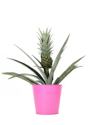 Pianta di Ananas vaso 17