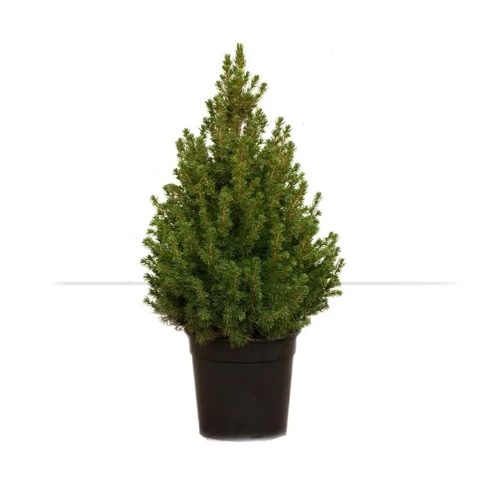Picea glauca Dezember 9 cm Topf