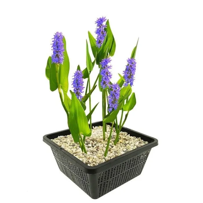 pickerel weed