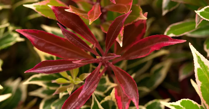 Pieris japonica ‚Flaming Silver‘
