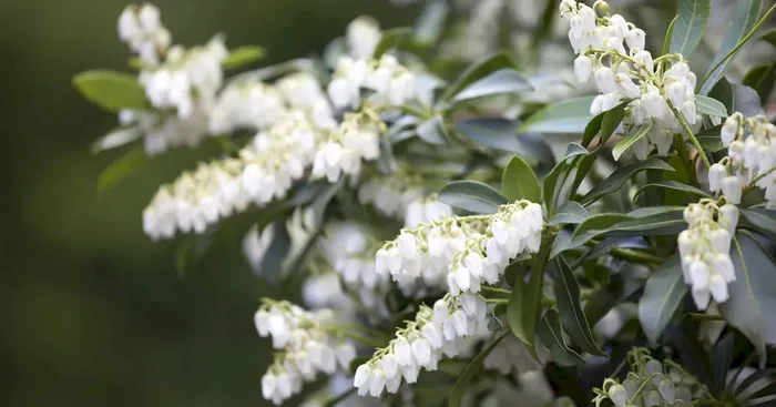 Pieris japonica