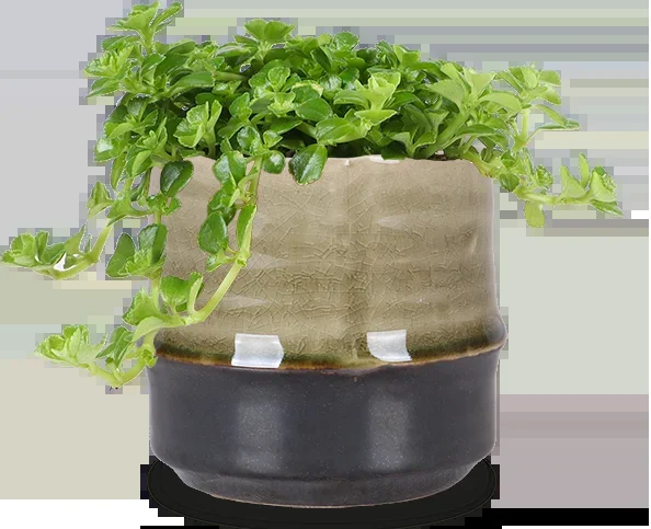 Pilea depressa (Kanonierblume) (XS)