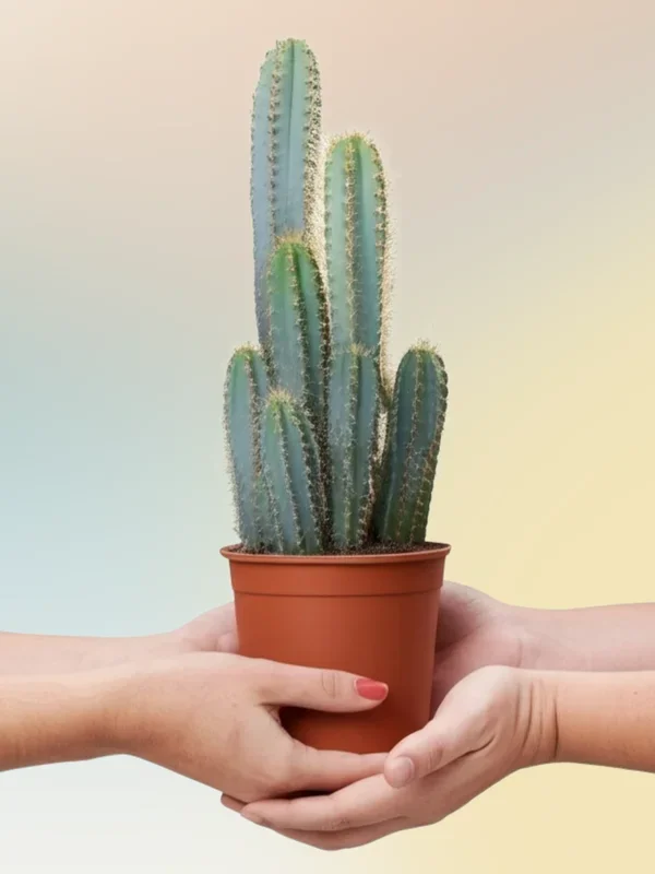 Pilosocereus azureus – Blauer Säulenkaktus