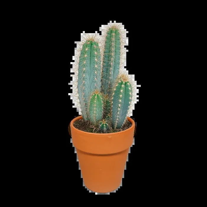 Pilosocereus azureus im Terracotta-Topf 17 cm Ø