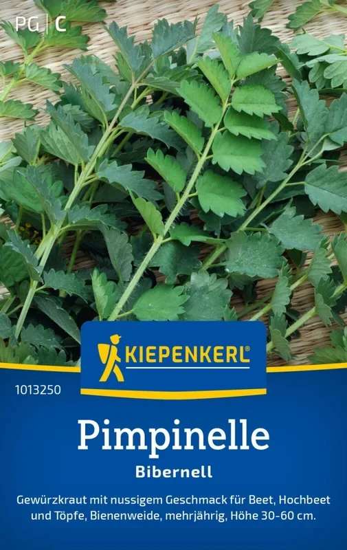 Pimpinelle Bibernell, Gewürzkraut – nussig im Geschmack -Beet, Hochbeet u. Töpfe – Höhe 30-60 cm
