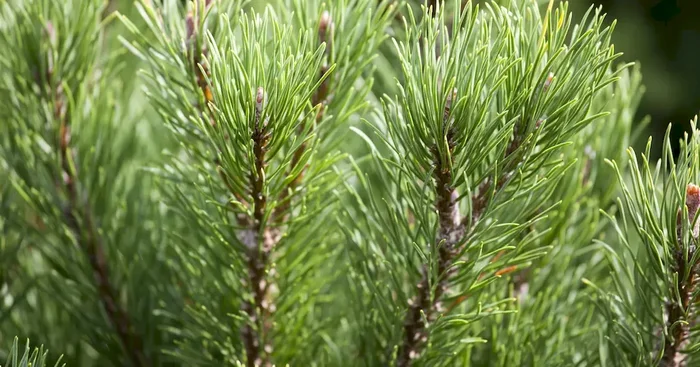 Pinus mugo ‚Carsten’s Wintergold‘