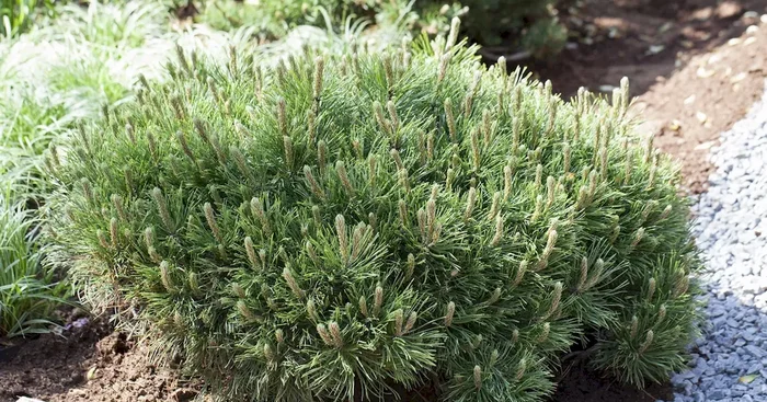 Pinus mugo pumilio