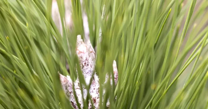 Pinus nigra ‚Green Tower‘