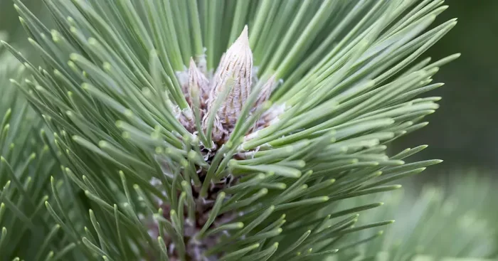 Pinus nigra ‚Helga‘