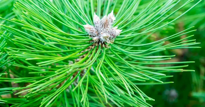 Pinus nigra ‚Nana‘