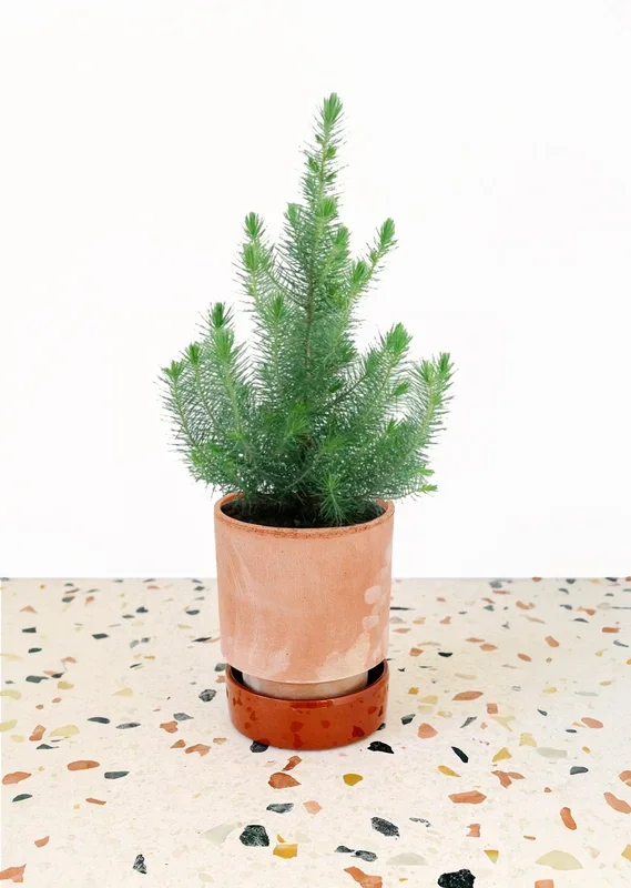 Pinus Pinea Silver Crest Small