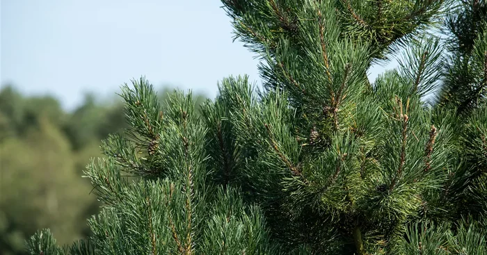 Pinus sylvestris ‚Watereri‘