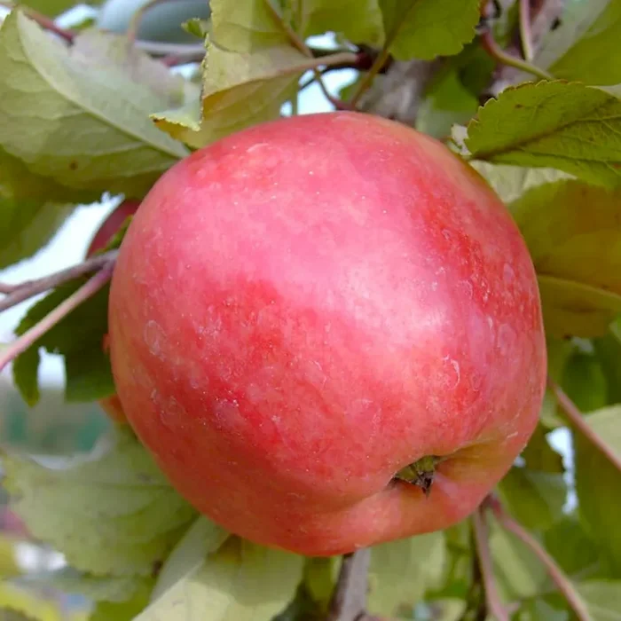 Piros (S) robuster Sommerapfel