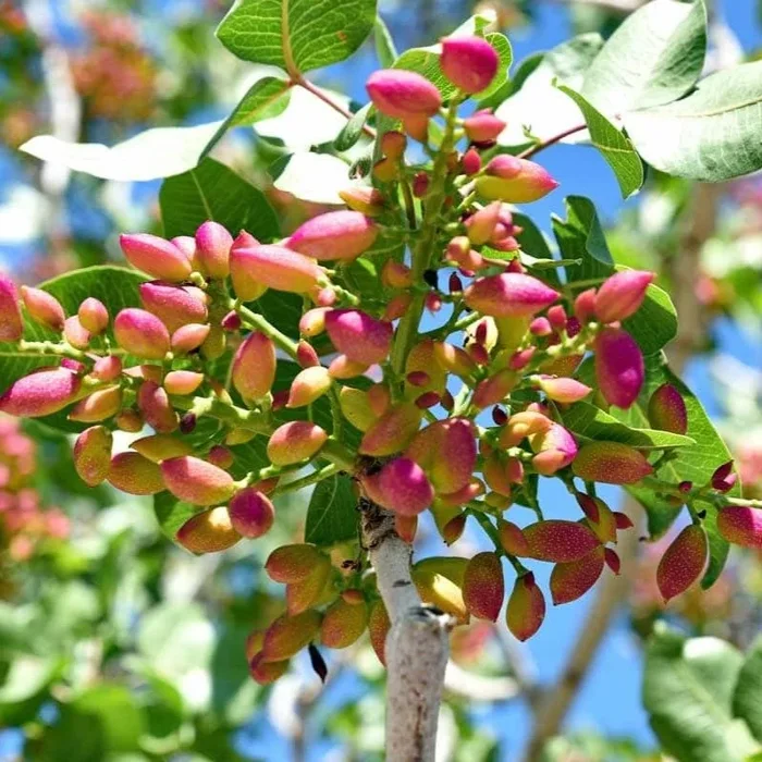 Pistachio (Grafted) – Live Fruit Plant