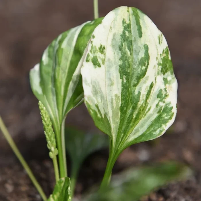Plantago major