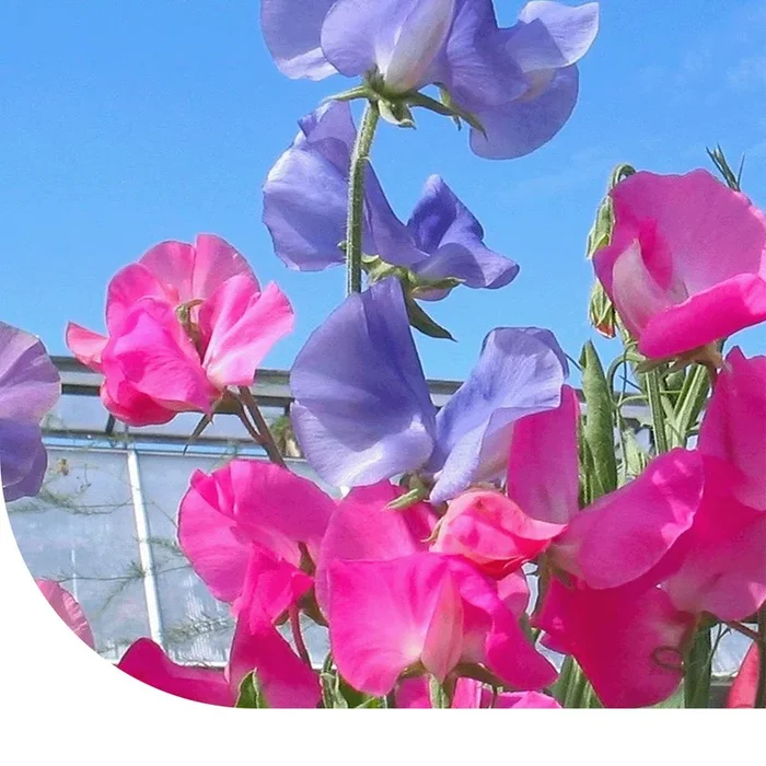 Platterbse ‚Bijou‘ – Lathyrus odoratus