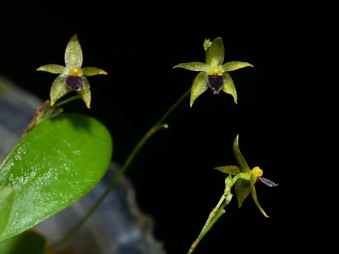 Platystele apoloae