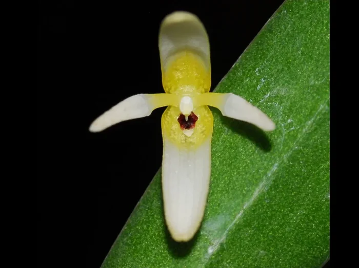 Pleurothallis crocodiliceps