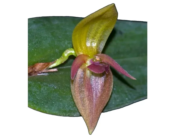 Pleurothallis deflexa