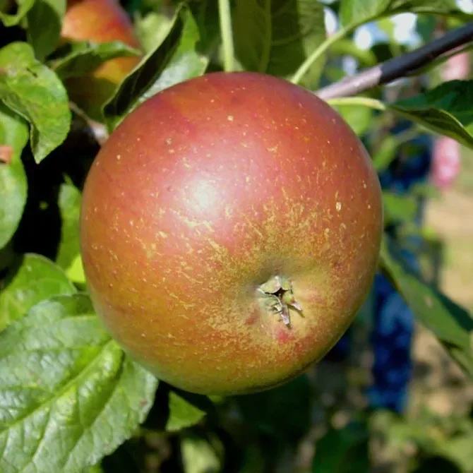 Pohorka Winterapfel