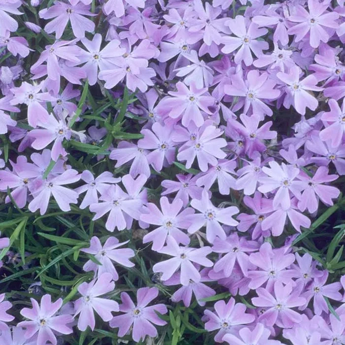 Polster-Phlox blau