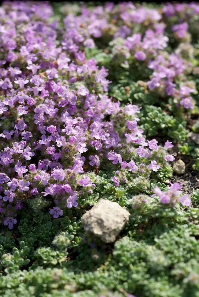 Polsterthymian, Thymus praecox ssp. articus ‚Minor‘