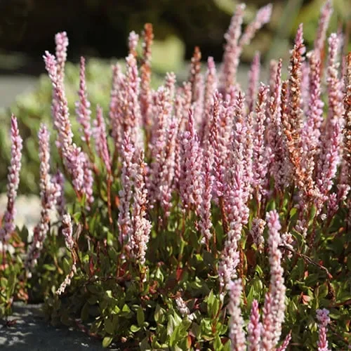 Polygonum Vaccinifolium