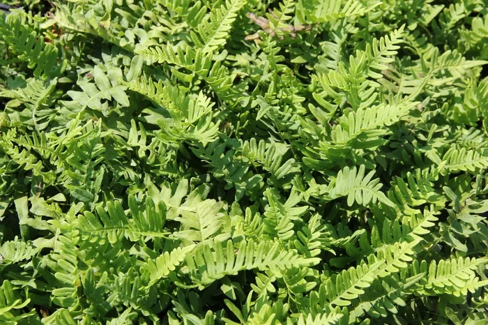 Polypodium vulgare (Engelsüß, Gemeiner Tüpfelfarn)