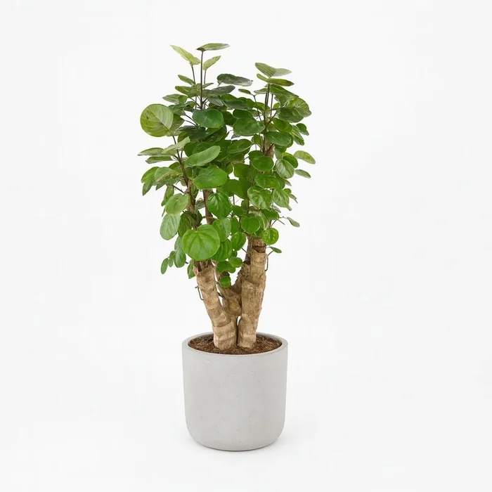 Polyscias Fabian – 60cm