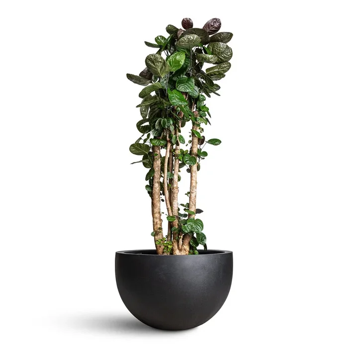 Polyscias Fabian – Aralia Fabian