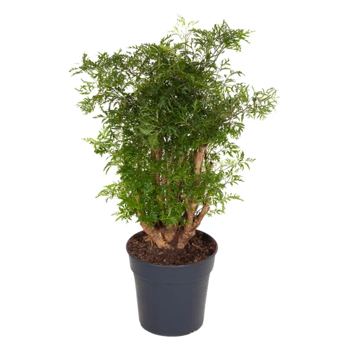 Polyscias Fruticosa – Aralia
