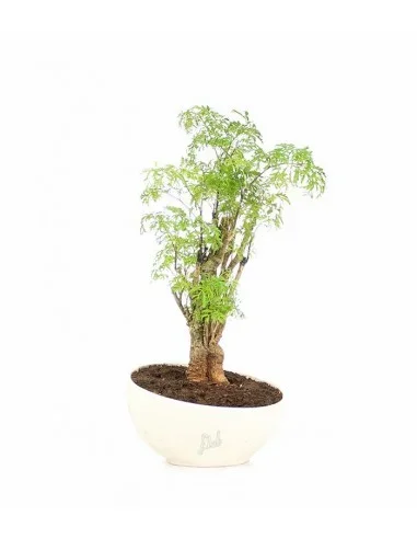 Polyscias Fruticosa vaso ciotola in terracotta