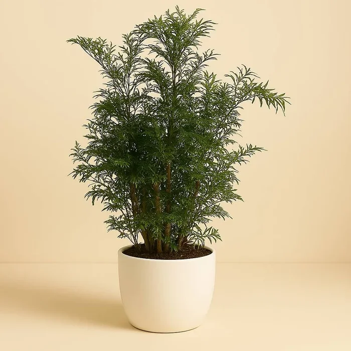 Polyscias Hawaiian – 60cm