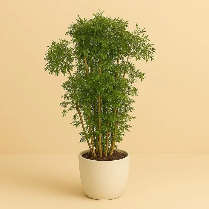 Polyscias Hawaiian – 95cm