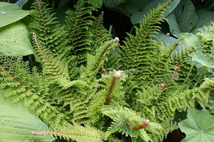 Polystichum setiferum ‚Plumosum Densum‘ (Flaumfederfarn | Filigranfarn)