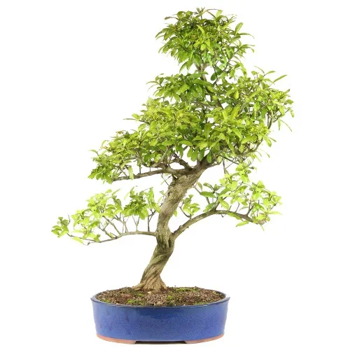 Pomegranate – ST2422PG-L