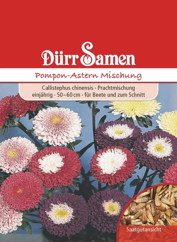 Pompon-Astern Mischung