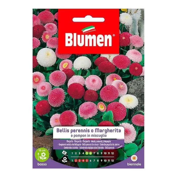 Pompon Margaret in Mischung