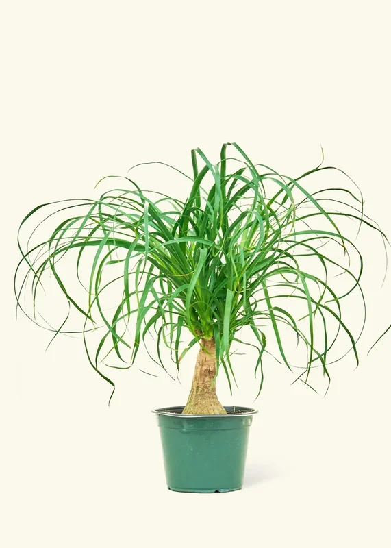 Ponytail Palm, Medium