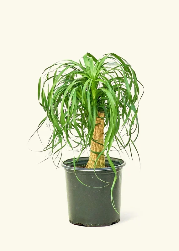 Ponytail Palm, XL