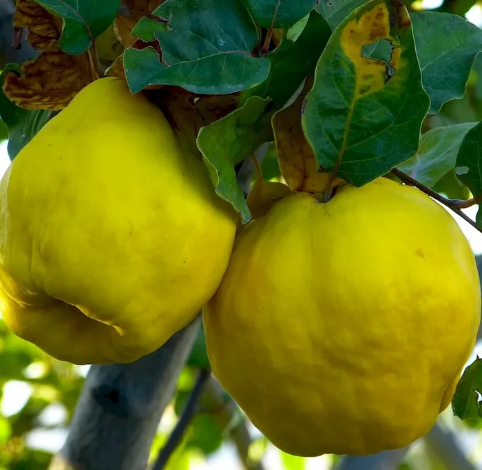 Portugiesische Birnenquitte