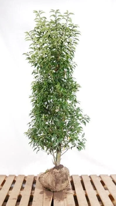 Portugiesischer Lorbeer im Topf 150/175 cm