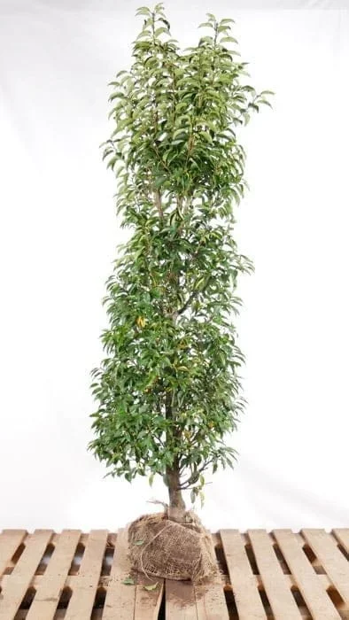 Portugiesischer Lorbeer im Topf 175/200 cm